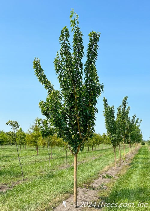 A row of White Shield Osage Orange growing at the nursery with green leaves.