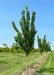 A row of White Shield Osage Orange growing at the nursery with green leaves.