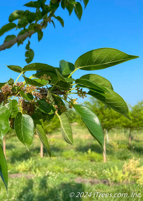 White Shield Osage Orange