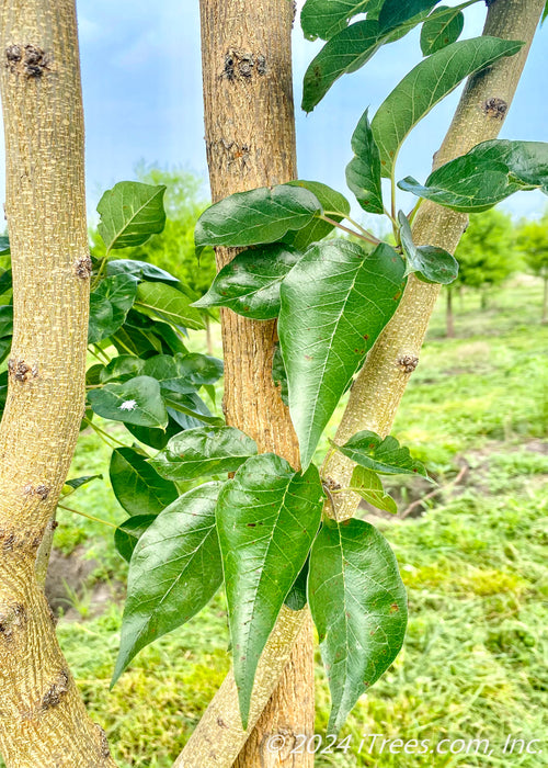 Closeup of elongated shiny dark green leaves and upward sweeping branching.