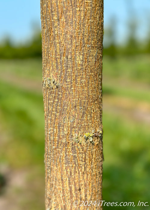 Closeup of textured trunk.