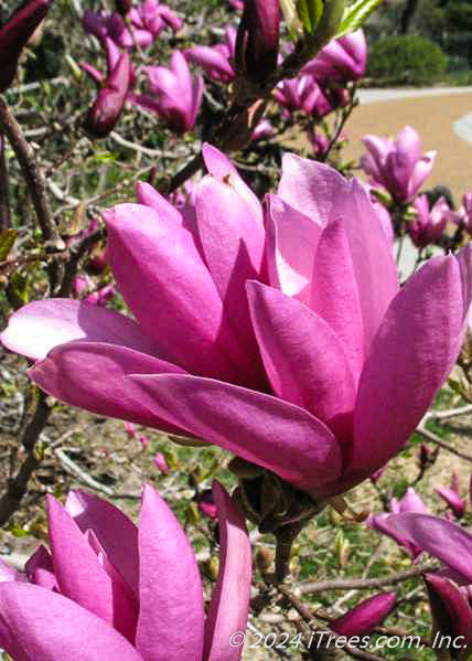 Closeup of bright pink flowers