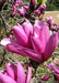 Closeup of bright pink flowers