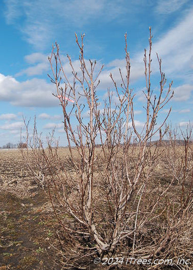 Ann Magnolia grows in a nursery row, showing bare branches and buds at the ends of each branch.