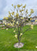 A small low branched Butterflies Magnolia in full bloom with a single yellow flower at the top of each branch.