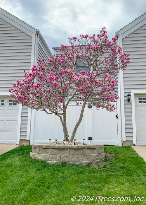 Jane Magnolia planted in the front lawn between townhomes for screening to trash receptical area behind a white fence. The Jane Magnolia is seen with three trunks and branches topped with bright pink flowers. 