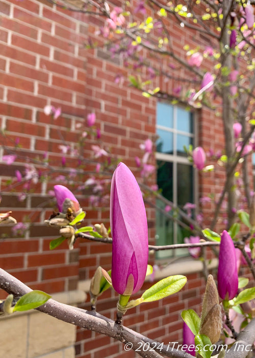 Closeup of bright pink flower bud atop a branch with small newly emerged bright green leaves.