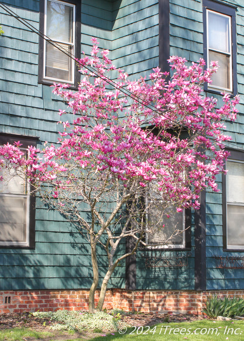 A Jane Magnolia planted in a side yard landscape bed along the house seen in bloom with pink flowers topping the branches. 