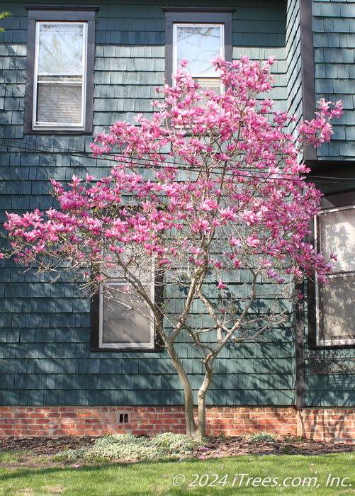 A Jane Magnolia planted in a side yard landscape bed along the house seen in bloom with pink flowers topping the branches. 