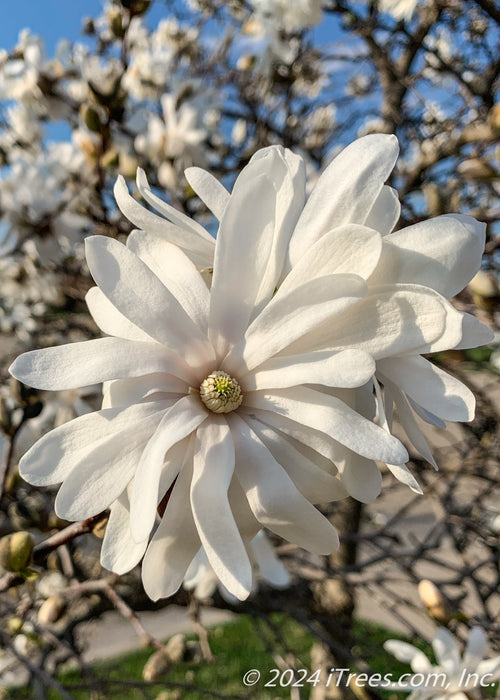 Closeup of a newly opened white flower with yellow centers.