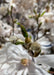 Closeup of fuzzy flower bud.