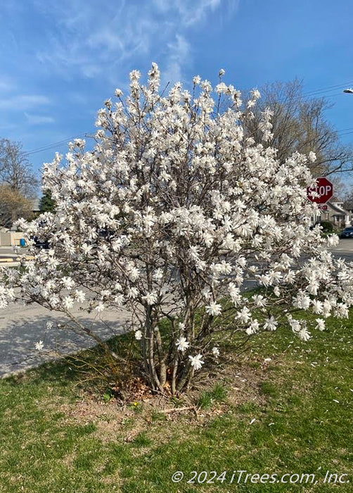 A multi-stem clump form Royal Star Magnolia in full bloom.