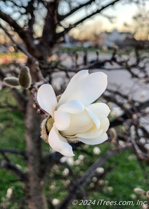 Closeup of a flower opening.