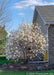 A clump form Royal Star Magnolia in bloom planted in a front landscape bed.