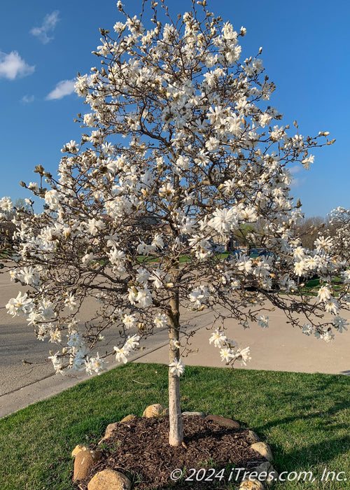 A single trunk Royal Star Magnolia in full bloom planted along a parkway.