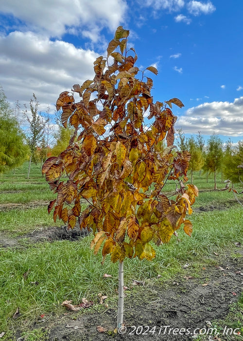 A single trunk Butterflies Magnolia with changing fall color going from green to a yellowish brown.