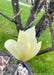 Closeup of a blooming yellow magnolia flower.