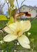 Closeup of a blooming yellow magnolia flower.