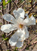 Closeup of a crisp white flower, fully open with the yellow center beginning to turn a fawn brown color.