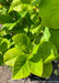 Closeup of smooth bright green leaves.