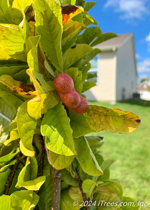 Closeup of the side of a newly planted tree's canopy showing red seed pod and changing fall colors.