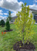 A newly planted Dr. Merrill Magnolia with changing fall foliage going from green to yellow, planted in a backyard privacy berm with other trees.