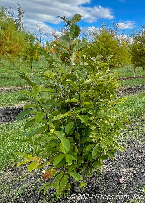 Dr. Merrill Magnolia growing in the nursery, showing green leaves just beginning to change to yellow for fall.