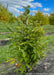 Dr. Merrill Magnolia growing in the nursery, showing green leaves just beginning to change to yellow for fall.