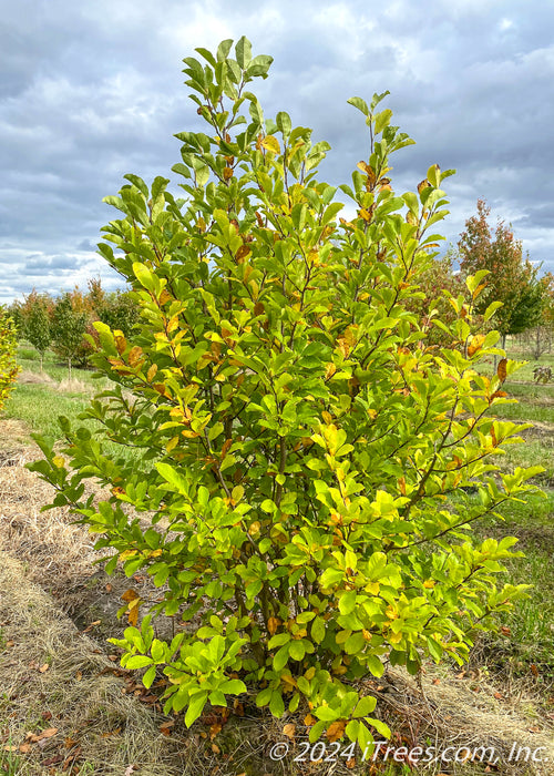 Dr. Merrill Magnolia in the nursery with changing fall color going from green to yellow.