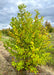 Dr. Merrill Magnolia in the nursery with changing fall color going from green to yellow.