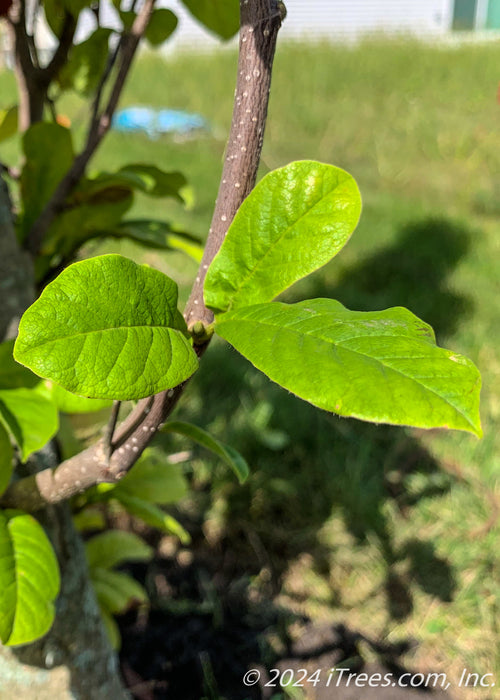 Closeup of smooth green leaves.