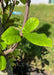 Closeup of smooth green leaves.