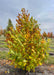 Dr. Merrill Magnolia in the fall showing transitioning fall color from green to yellow-brown.