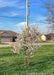 A young Dr. Merrill Magnolia in full bloom in a front yard. 