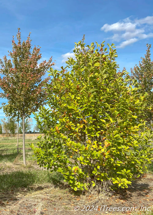 Dr. Merrill Magnolia in a nursery row with a full canopy of leaves beginning to transition to their fall color.