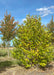 Dr. Merrill Magnolia in a nursery row with a full canopy of leaves beginning to transition to their fall color.