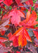 Closeup of yellow-orange and red leaves.