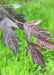 Closeup of sharply lobed dark purple leaves.