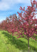 A row of Royal Raindrops Crabapple in bloom at the nursery.