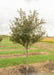 A single trunk Royal Raindrops with green leaves at the nursery.