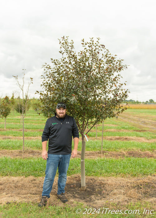 Royal Raindrops Crabapple with green leaves with a person standing next to it to show the canopy height at their elbow.