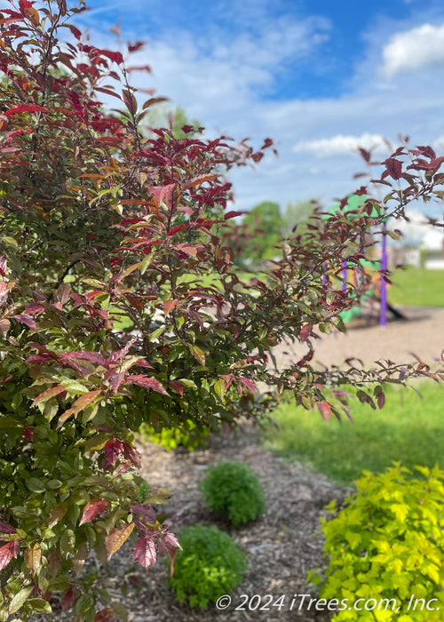 View of the edge of a clump form Royal Raindrops Crabapple branching of greenish-purple leaves.