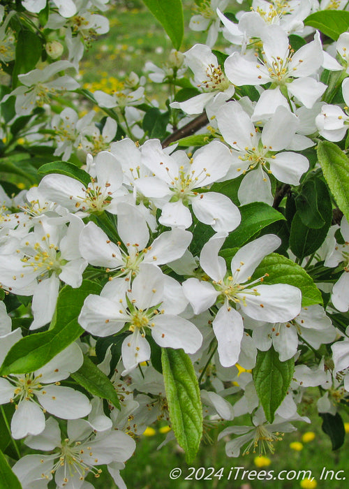 Closeup of green leaves and white flowers with yellow centers.