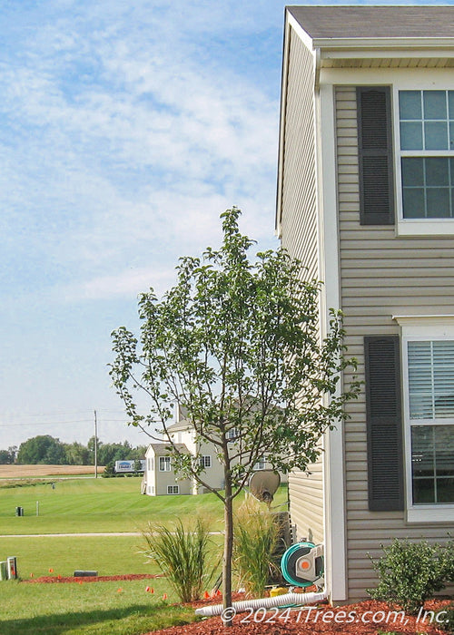 Red Jewel White Flowering Crabapple with green leaves planted in a front landscape bed.