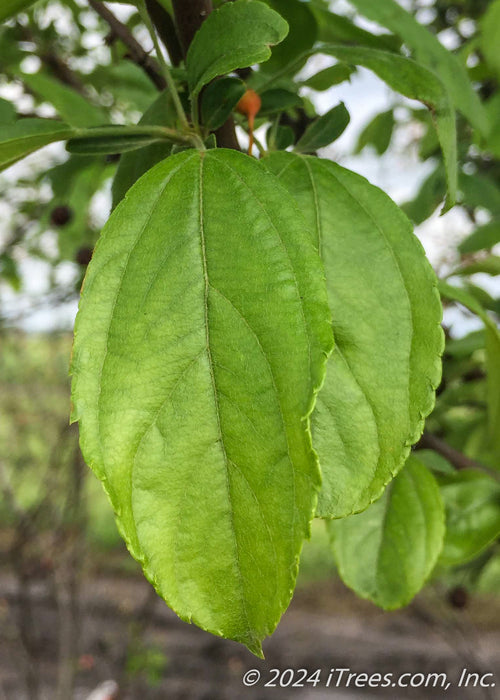 Closeup of green leaves with slightly serrated edges.