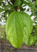 Closeup of green leaves with slightly serrated edges.