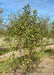 Multi-stem Clump with green leaves and red crabapple fruit growing at the nursery.