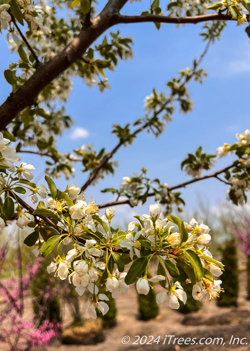 Closeup of newly emerged white flower buds and green leaves with yellow stems.