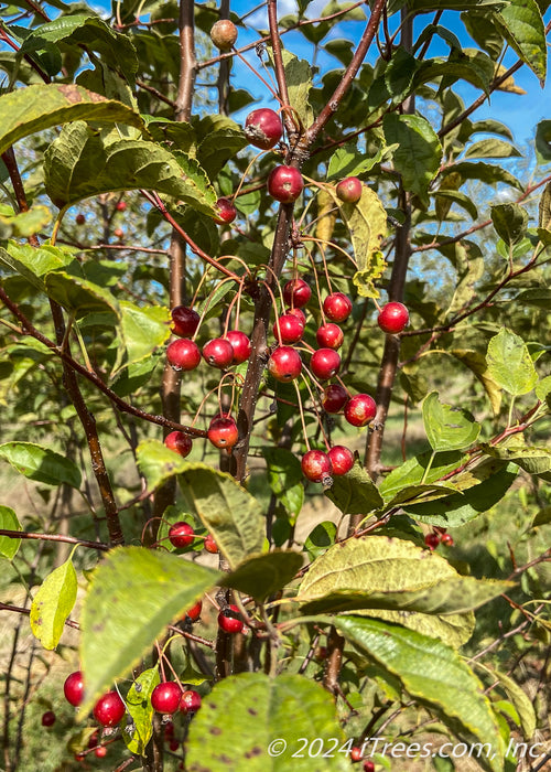 Closeup of a branch with red crabapple fruit and green leaves.