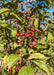 Closeup of a branch with red crabapple fruit and green leaves.